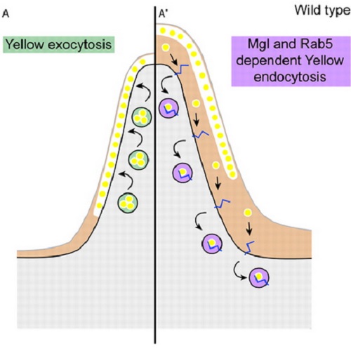 Fig.7 taken from Riedel et al, 2011.