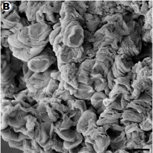 Fig.3 taken from Roehlecke et al, 2011.