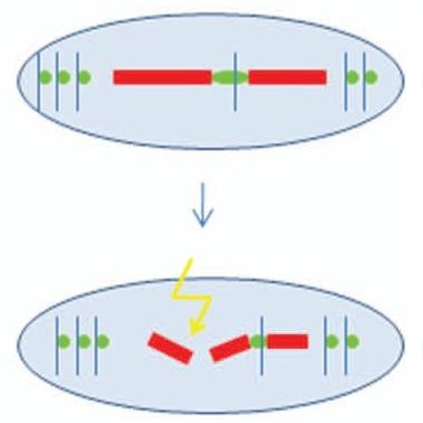 Fig.1 taken from Rumpf et al, 2010.