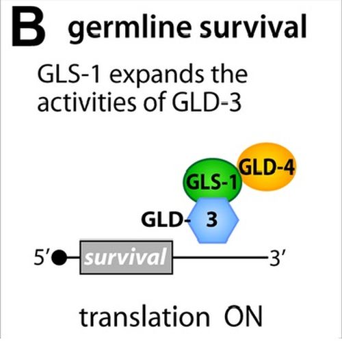 Fig.8 taken from Rybarska et al, 2009.