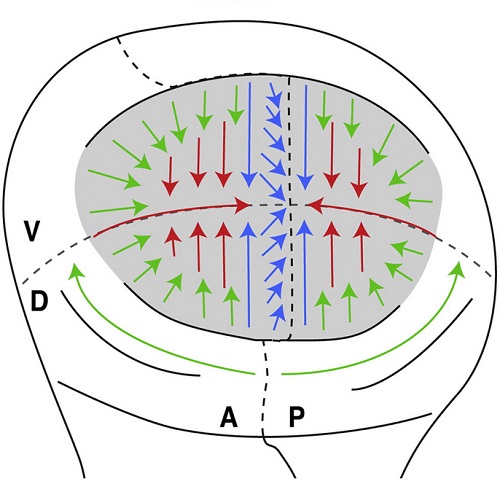 GA. taken from Sagner et al, 2012.