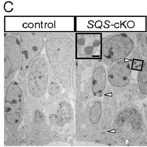 Fig.4 taken from Saito et al, 2009.