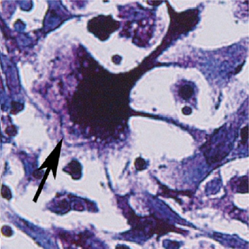 Fig.6 taken from Sanchez-Fernandez et al, 2012.