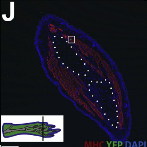 Fig.2 taken from Sandoval-Guzman et al, 2014.