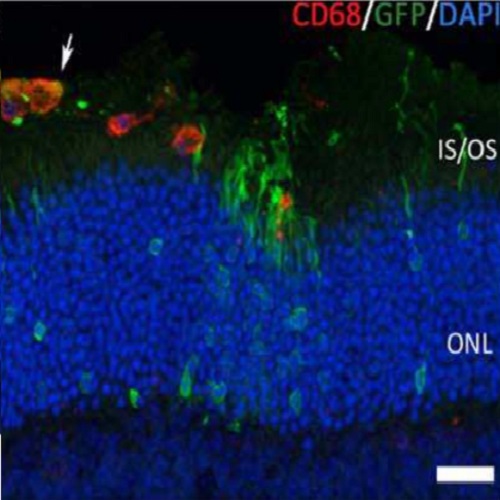 Fig.4 taken from Santos-Ferreira et al, 2015.