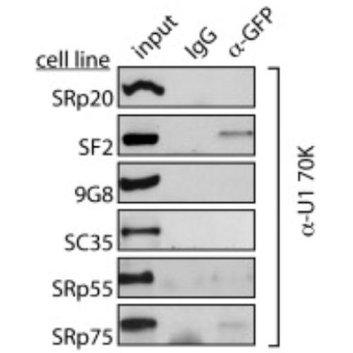 Fig.6 taken from Sapra et al, 2009.