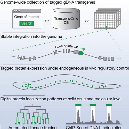 GA. taken from Sarov et al, 2012.