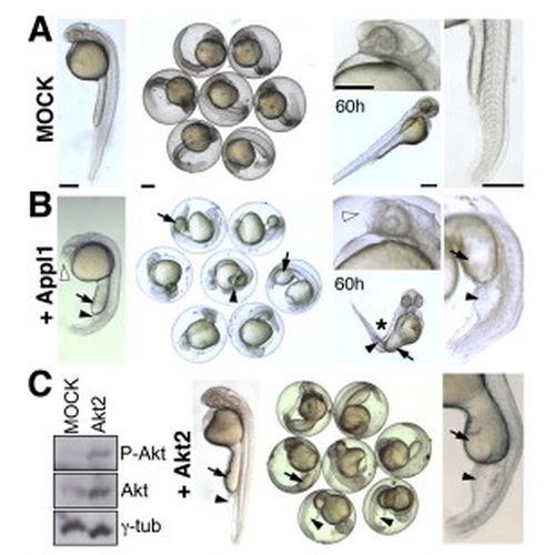 Fig.7 taken from Schenck et al, 2008.