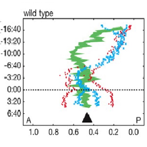 Fig.1 taken from Schenk et al, 2010.