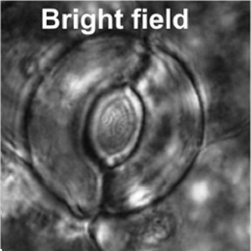 Fig.3 taken from Schiller et al, 2012.