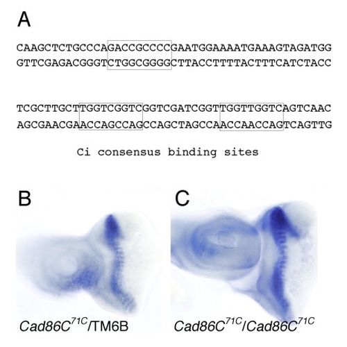 Fig. 7 taken from Schichting et al, 2008.