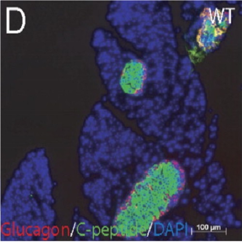 Fig.3 taken from Schmid et al, 2011.