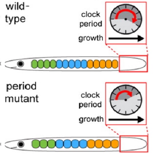 GA. taken from Schroeter et al, 2010.