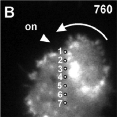 Fig.8 taken from Schroth-Diez et al, 2009.