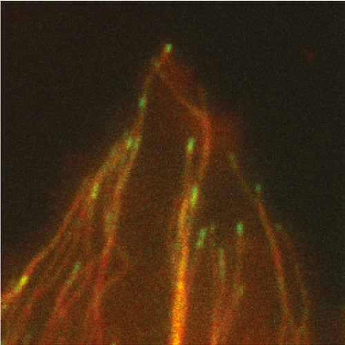 Fig.1 taken from Scolz et al, 2012.