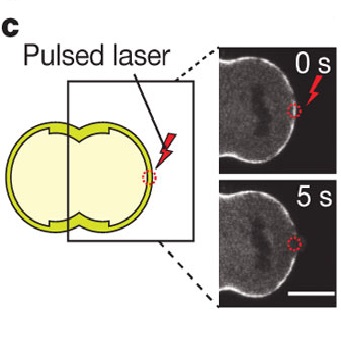 Fig.2 taken from Sedzinski et al, 2011.