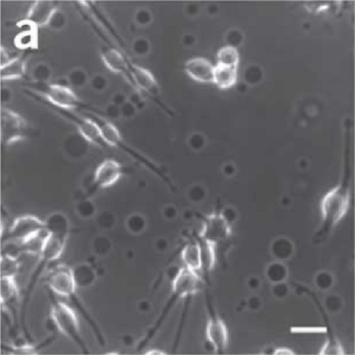 Fig.2 taken from Sezgin et al, 2012.