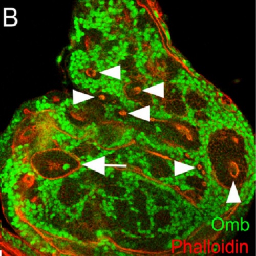 Fig.4 taken from Shen et al, 2010.