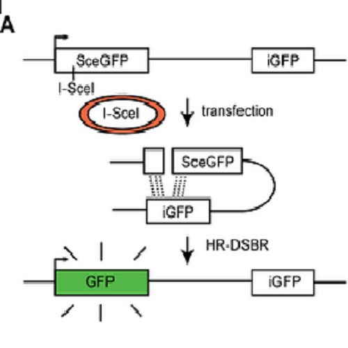 Fig.1 taken from Slabicki et al, 2010.