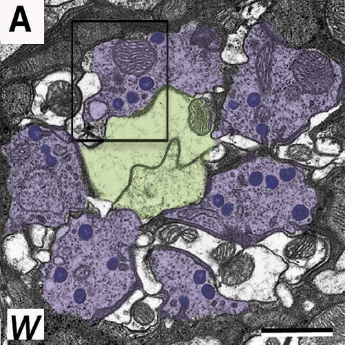 Fig.4 taken from Soukup et al, 2013.