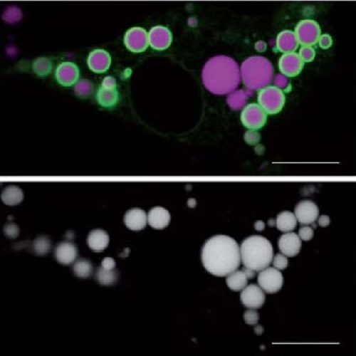 Fig.2 taken from Spandl et al, 2009.