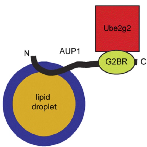 Fig.8 taken from Spandl et al, 2011.