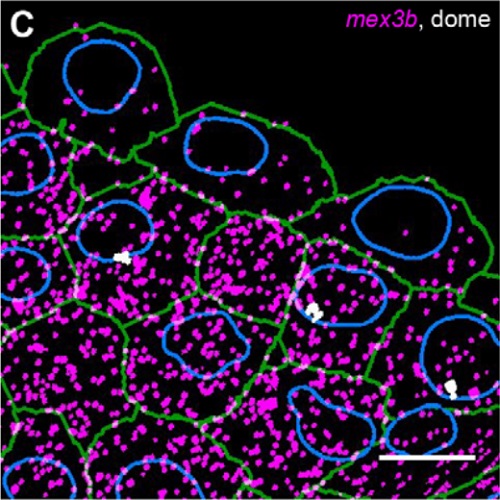 Fig.3 taken from Stapel et al, 2016.