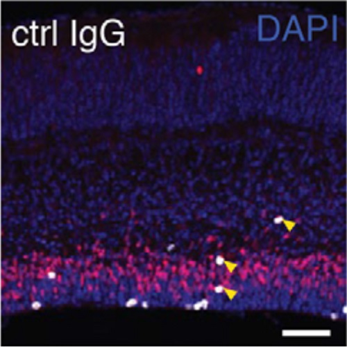 Fig.3 taken from Stenzel et al, 2014.