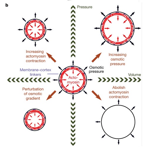 Fig.4 taken from Stewart et al, 2011.