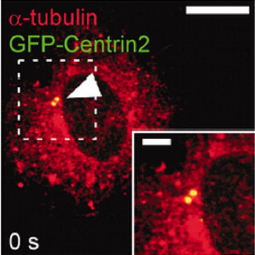 Fig.1 taken from Stiess et al, 2010.