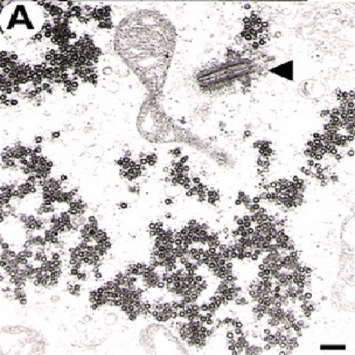 Fig.3 taken from Stirnnagel et al, 2010.