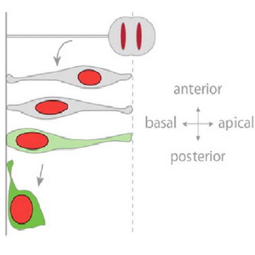 Fig.1 taken from Stockinger et al, 2011.