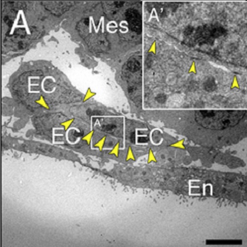 Fig.2 taken from Strilic et al, 2009.