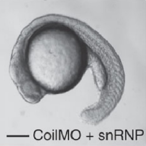 Fig.6 taken from Strzelecka et al, 2010.