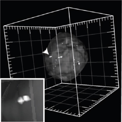 Fig. 6 taken from Strzelecka et al, 2010.