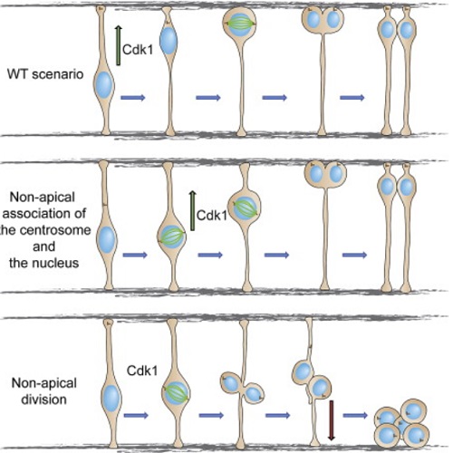 GA. taken from Strzyz et al, 2015.