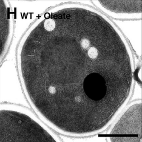 Fig.6 taken from Surma et al, 2013.