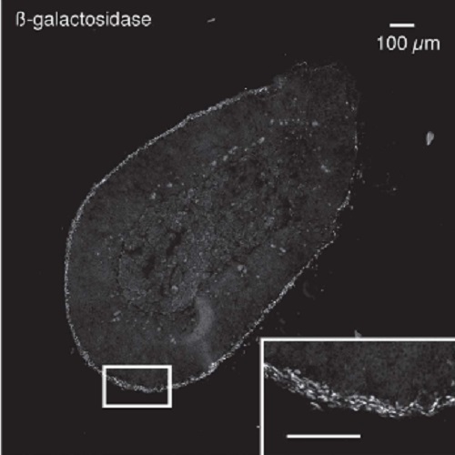 Fig.5 taken from Swierczynska et al, 2015.