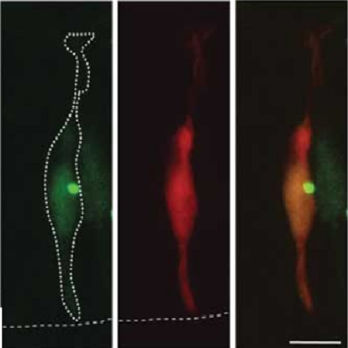 Fig.4 taken from Taverna et al, 2012.