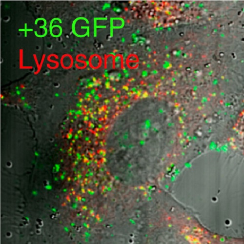 Fig.4 taken from Thompson et al, 2012.