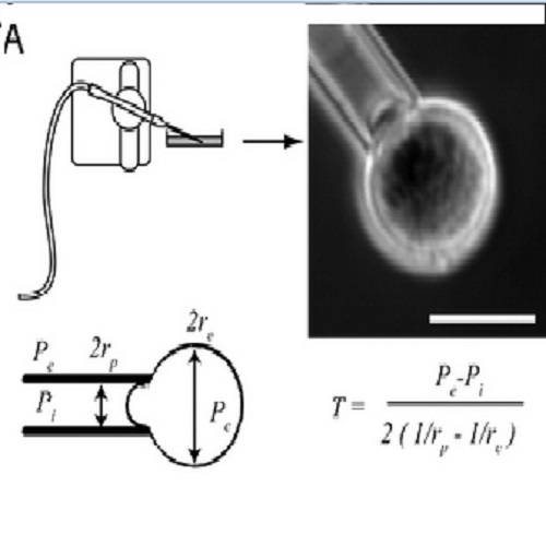 Fig.3 taken from Tinevez et al, 2009.