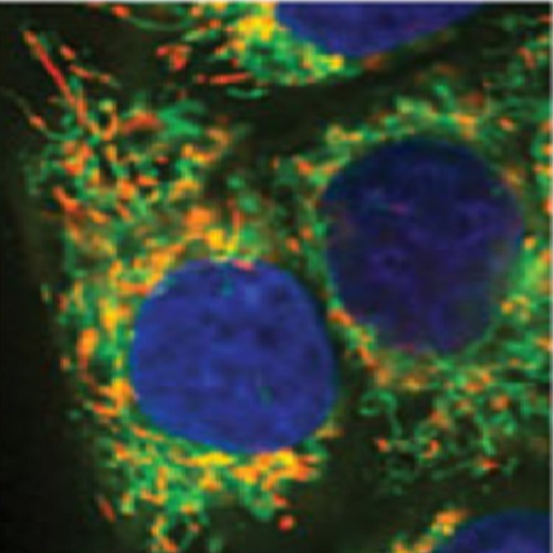 Fig.4 taken from Toyoda et al, 2014.