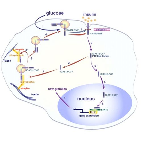 Fig.7 taken from Trajkovski et al, 2008.