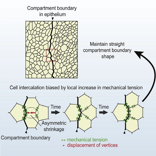 GA. taken from Umetsu et al, 2014.