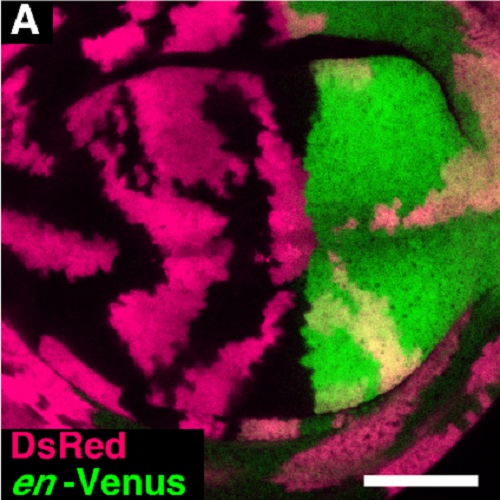 Fig.2 taken from Umetsu et al, 2014.