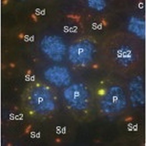 Fig.2 taken from Vasileva et al, 2009.