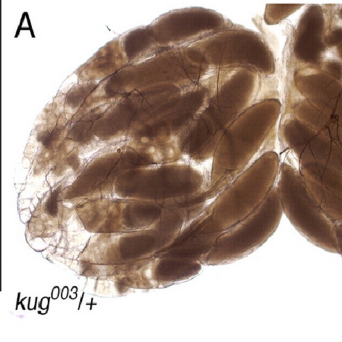 Fig.2 taken from Viktorinova et al, 2009.