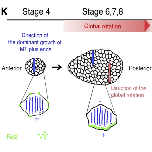 Fig.4 taken from Viktorinova et al, 2013.