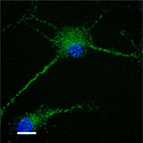 Fig.7 taken from Villasenor et al, 2015.