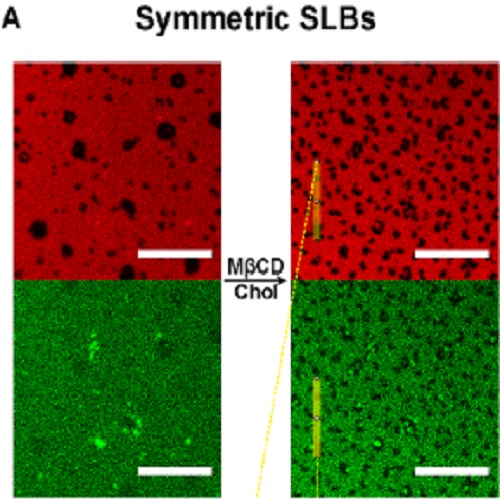 Fig.5 taken from Visco et al, 2014.